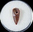 Red Raptor Tooth From Morocco - #14427-1